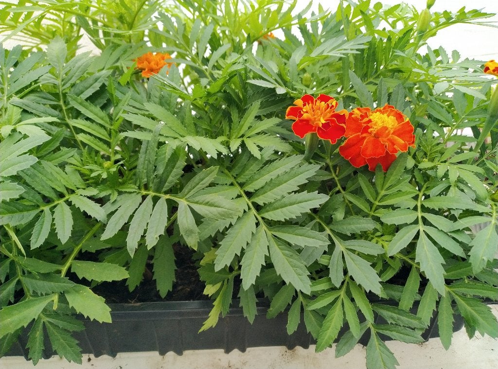 TAGETES (Stinkertjes) Bakje met 24 plantjes, Ophalen
