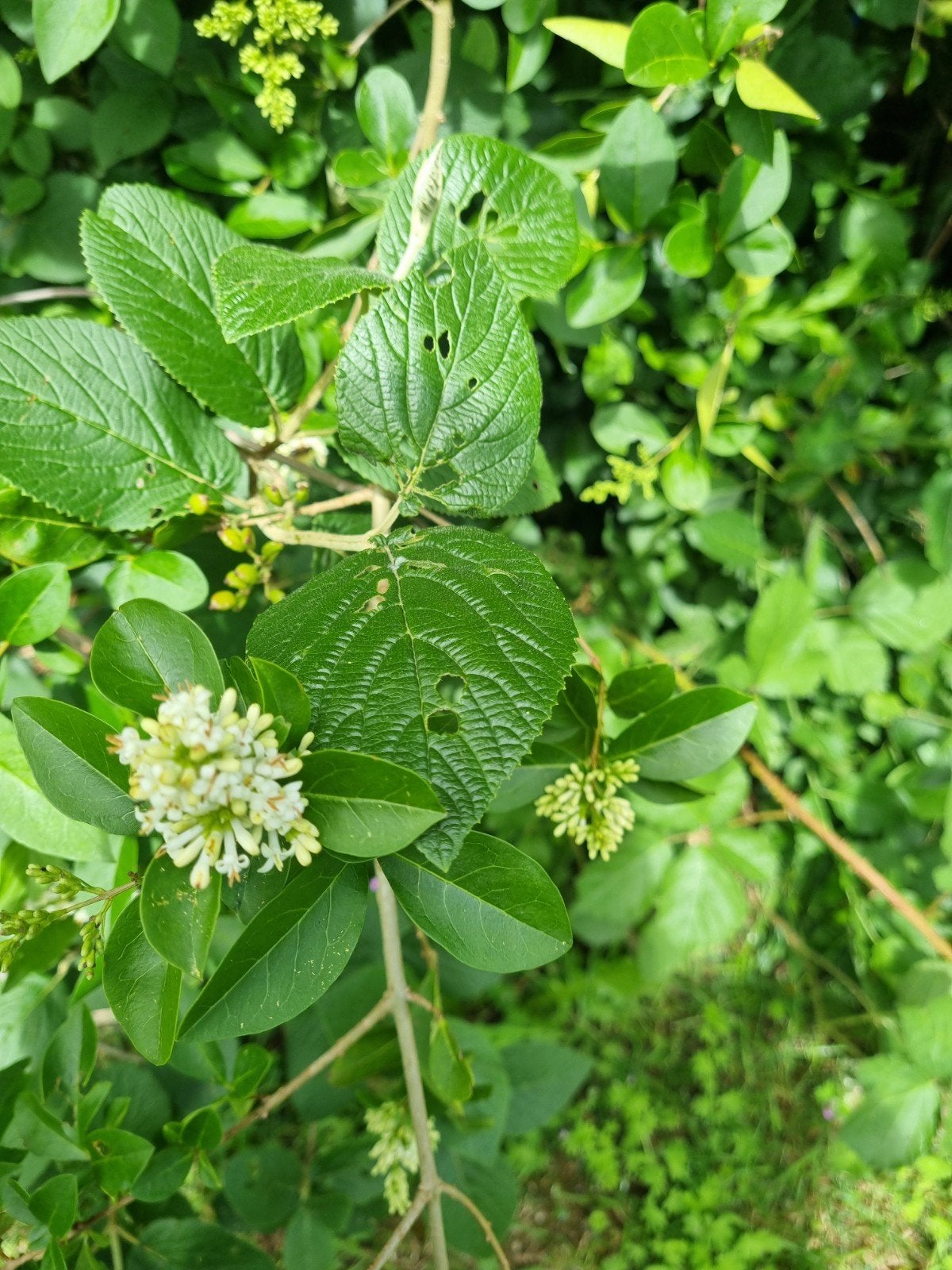 SEMIS NATURELS, JEUNES PLANTS OU RAMEAUX issus de mon jardin, Jardin & Terrasse, Plantes | Jardin, Enlèvement