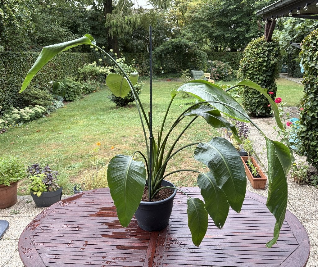 Fiere Strelitzia (paradijsvogelplant) in pot, echte plant, Autres espèces, En pot, Enlèvement, 100 à 150 cm