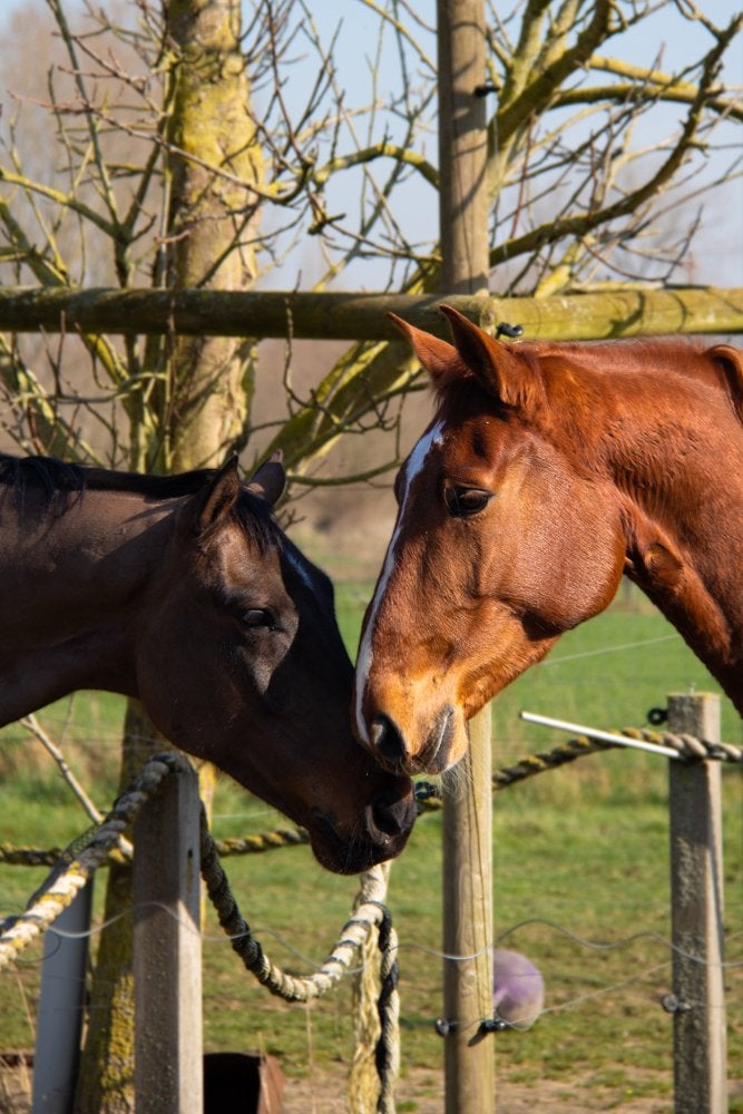 Ulieze P – 6-jarige merrie voor de ambitieuze ruiter/fokker, Dieren en Toebehoren, Paarden, Merrie