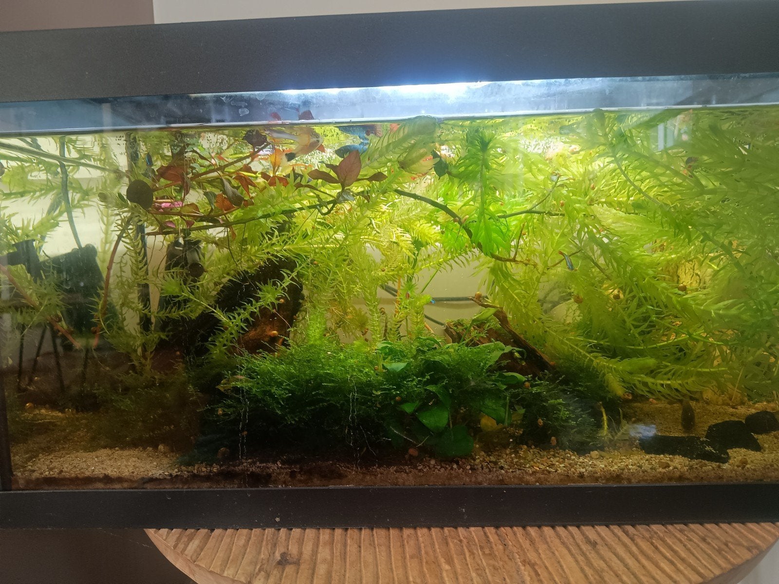 Vissen en planten, Dieren en Toebehoren, Ophalen, Tetra