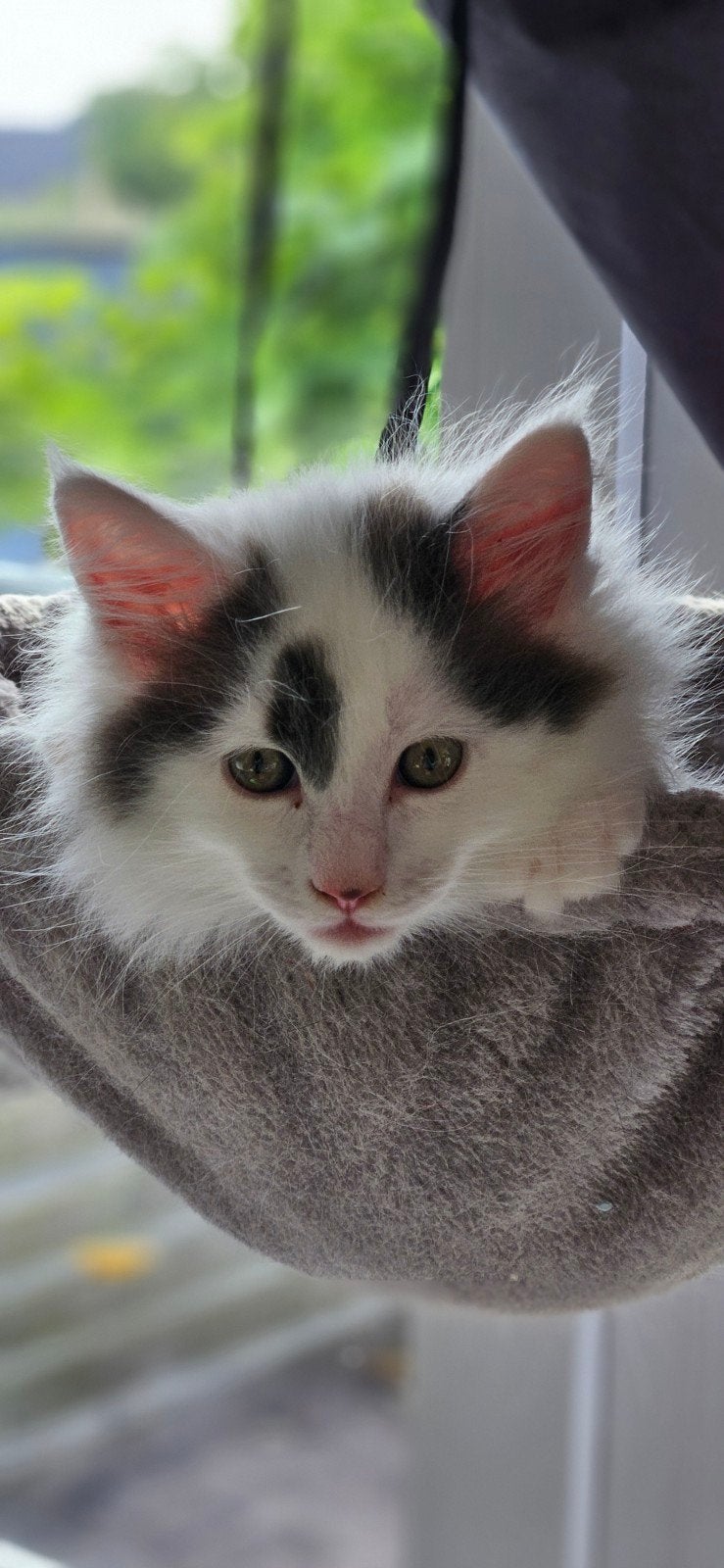 Cattery cat@home, Animaux & Accessoires, Chats & Chatons | Chats de race | Poil long, Plusieurs animaux, Avec puce électronique