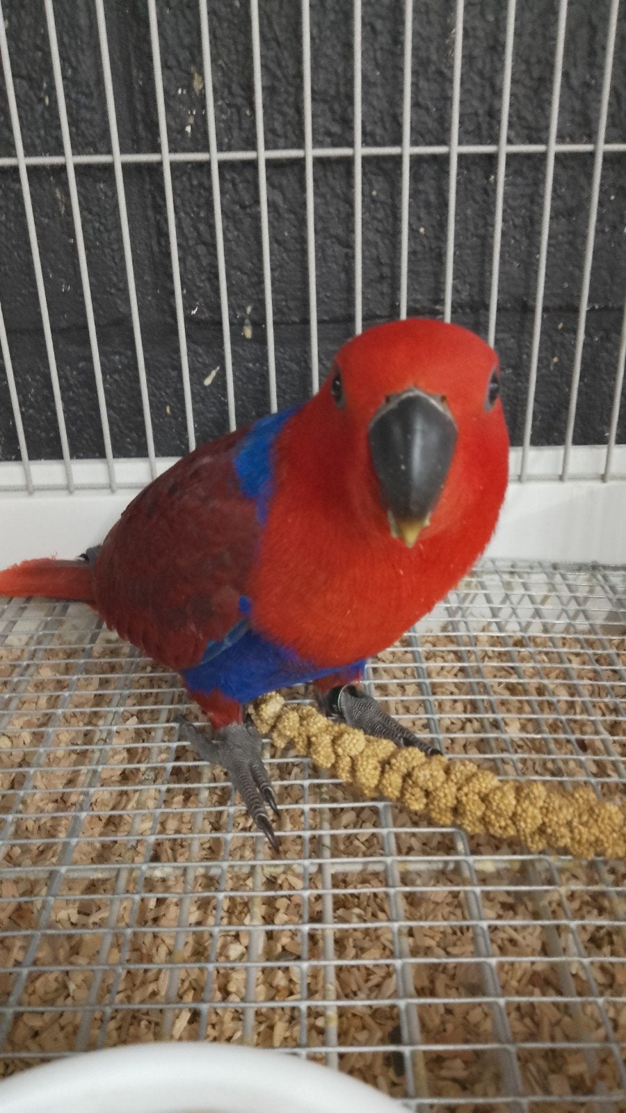 Jonge tamme baby Edel papegaai pop, Papegaai, Geringd