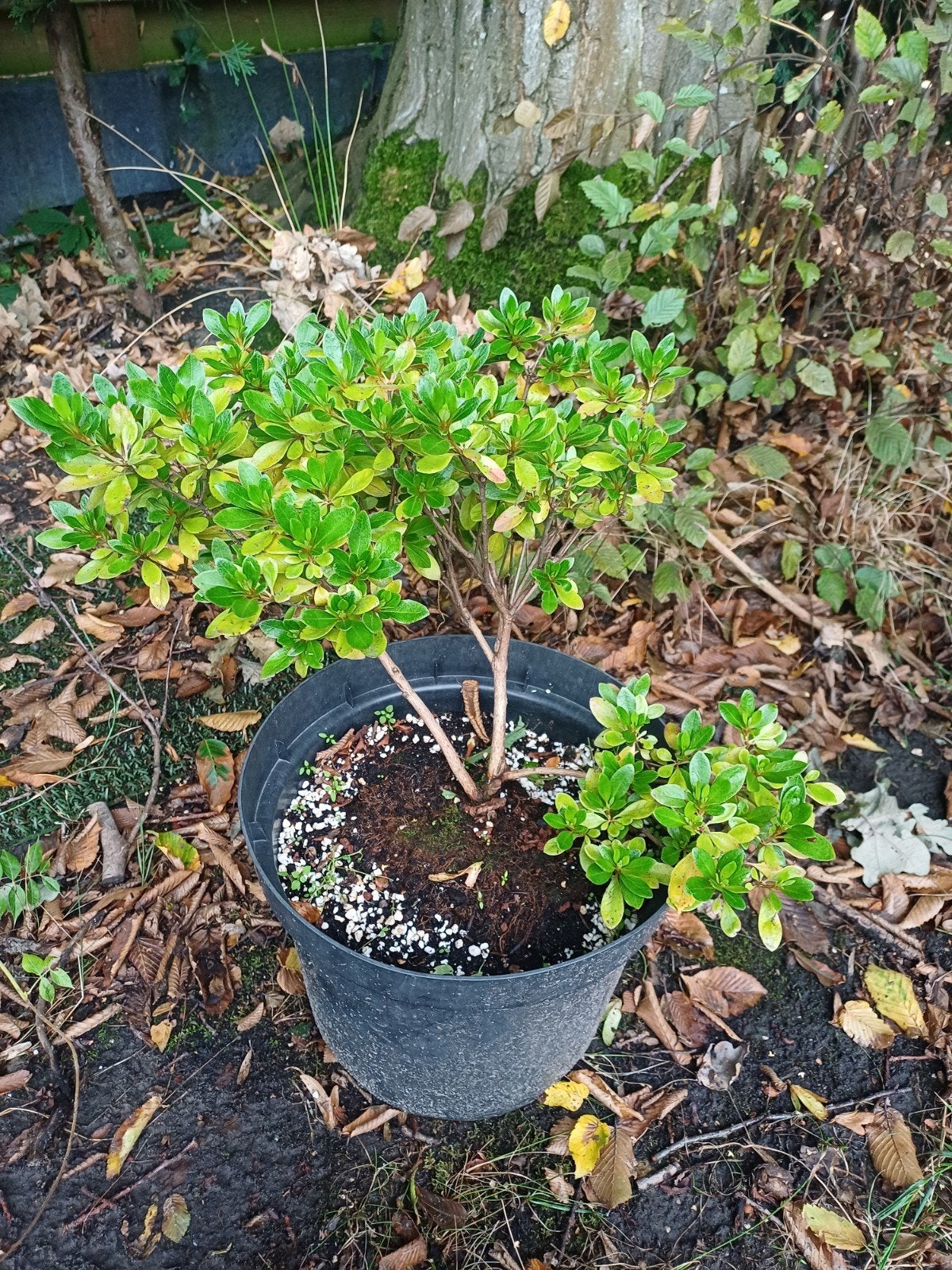 1 azalea met witte bloemen, Tuin en Terras, Planten | Tuinplanten, Ophalen