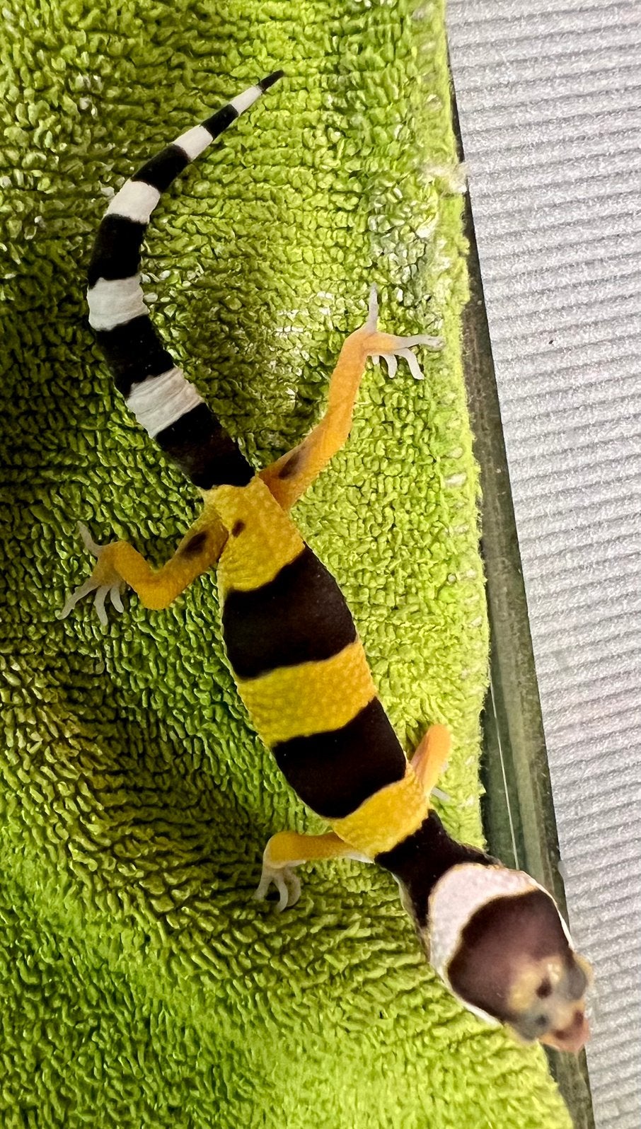 Luipaardgekko baby B2, Hagedis, Tam, 0 tot 2 jaar