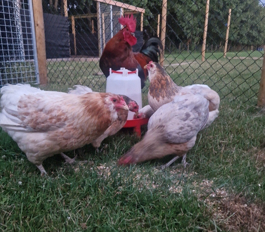 Araucana Toom, Dieren en Toebehoren, Pluimvee