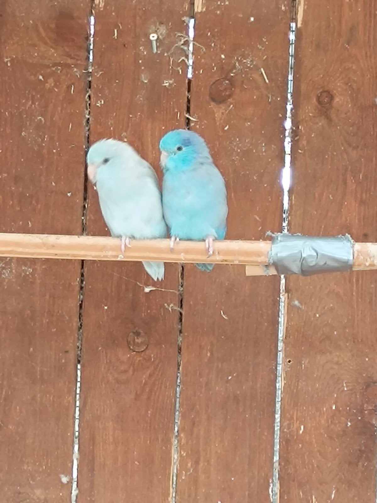 forpus de différentes couleurs, Plusieurs animaux, Perruche, Bagué