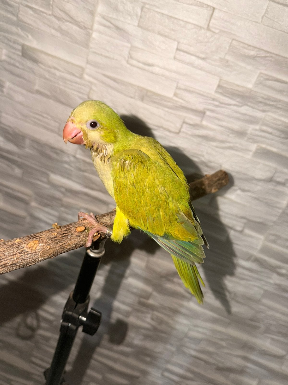 Conure souris, Animaux & Accessoires, Sexe inconnu, Perroquet, Parleur