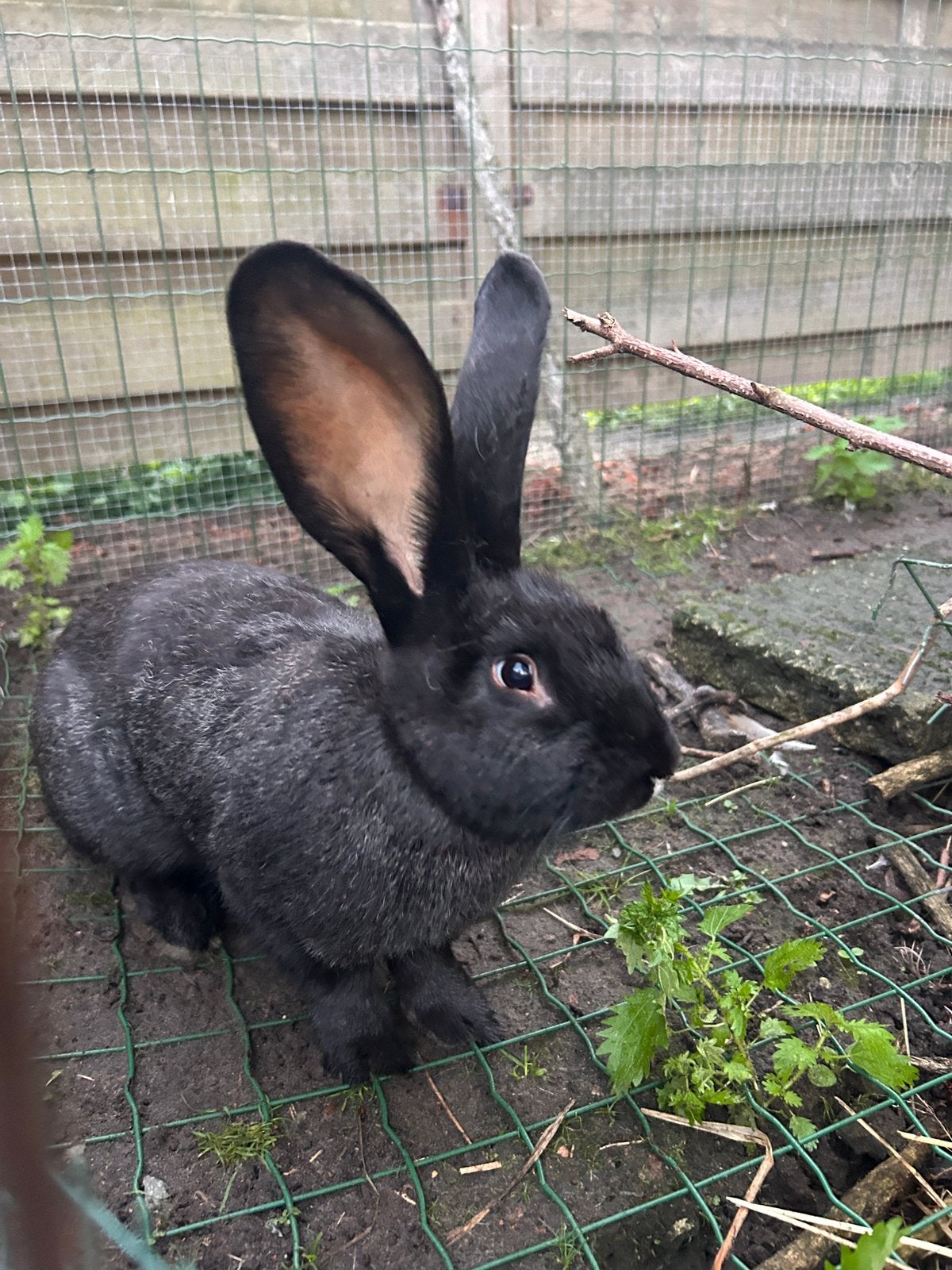 Vlaamse reus konijn 13 weken, Plusieurs animaux, Grand, 0 à 2 ans