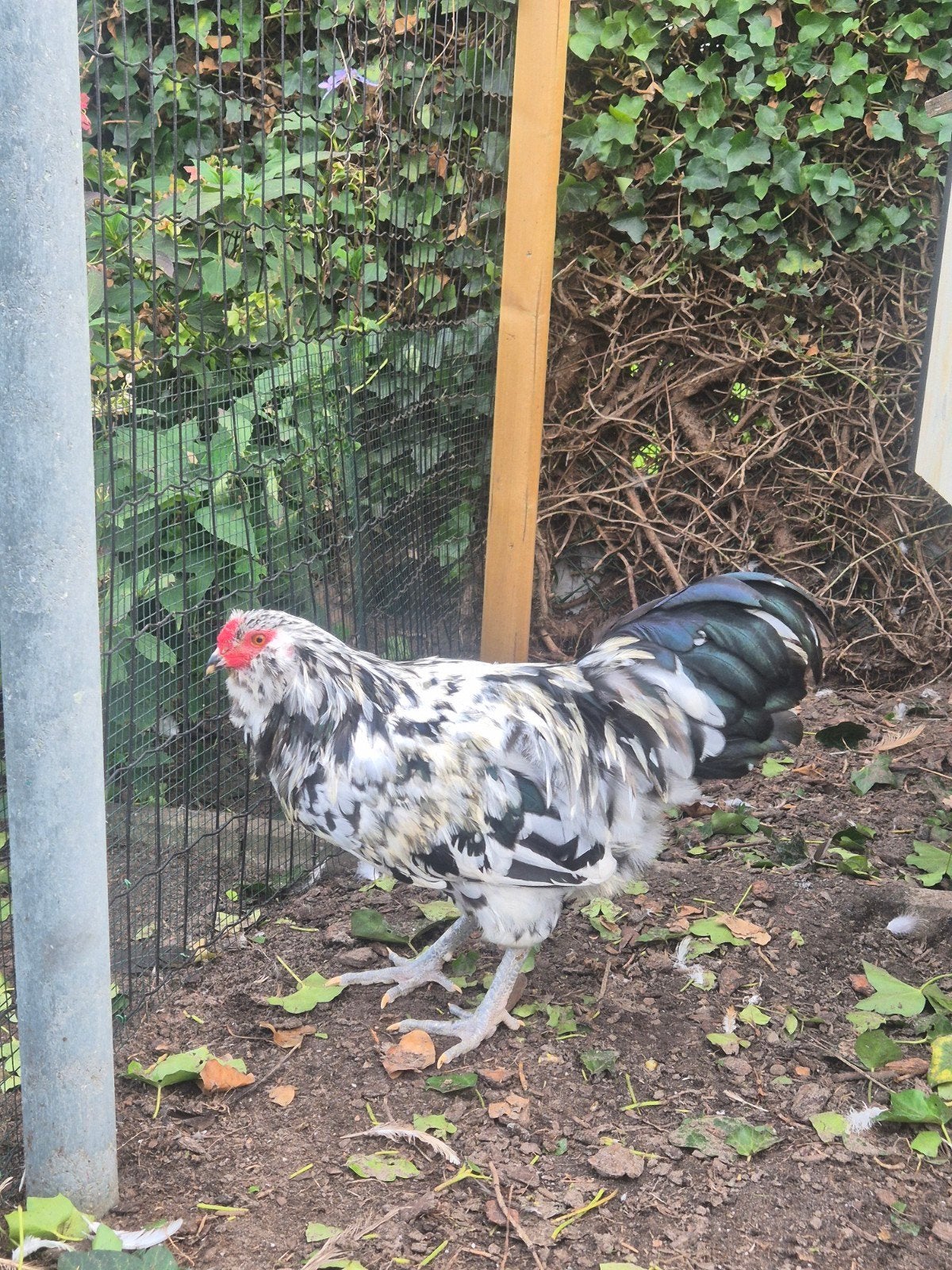 Ameraucana Haan, Dieren en Toebehoren, Mannelijk, Kip