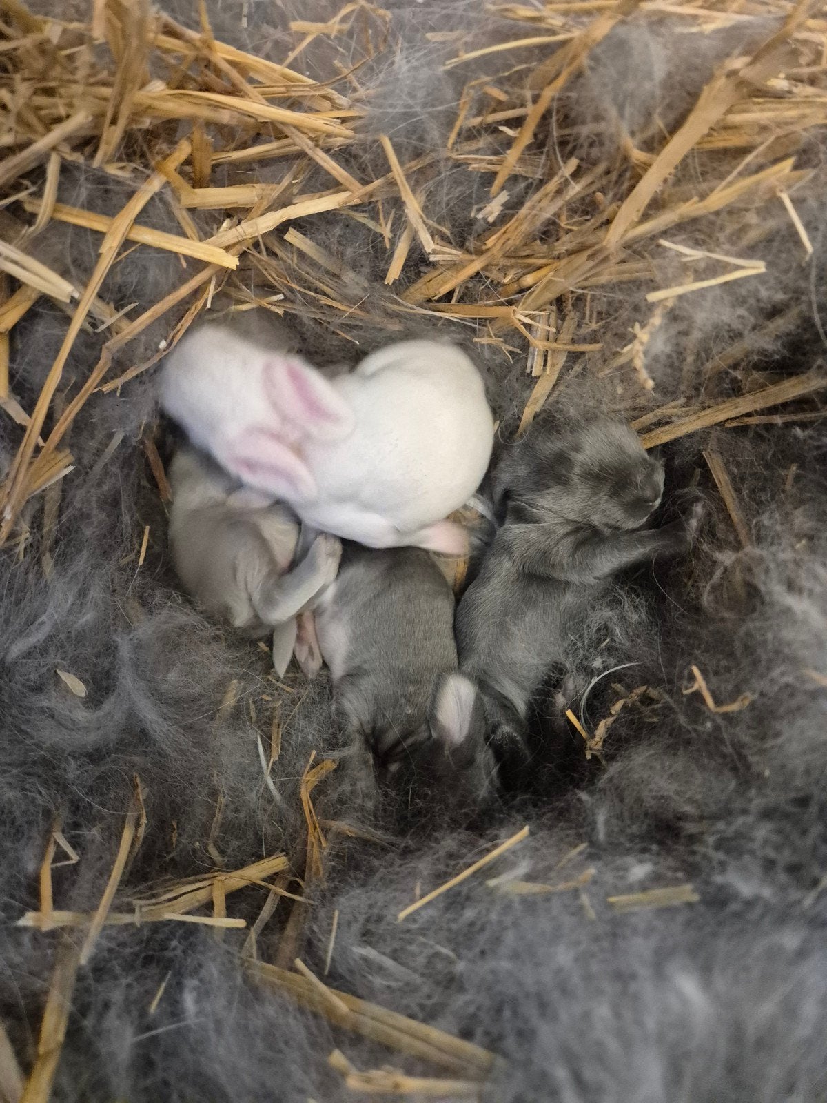Franse Hangoor konijnen, Dieren en Toebehoren, Konijnen, Geslacht onbekend, Groot, Hangoor, 0 tot 2 jaar
