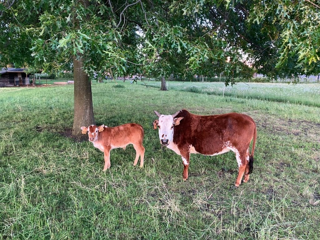 mini zeboe stiertjes, Dieren en Toebehoren, Mannelijk, 0 tot 2 jaar