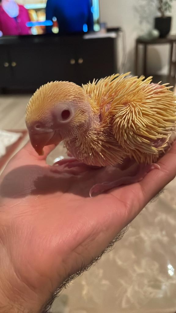 Magnifique bébé perruche à collier disponible, Animaux & Accessoires, Oiseaux | Perruches & Perroquets, Perroquet