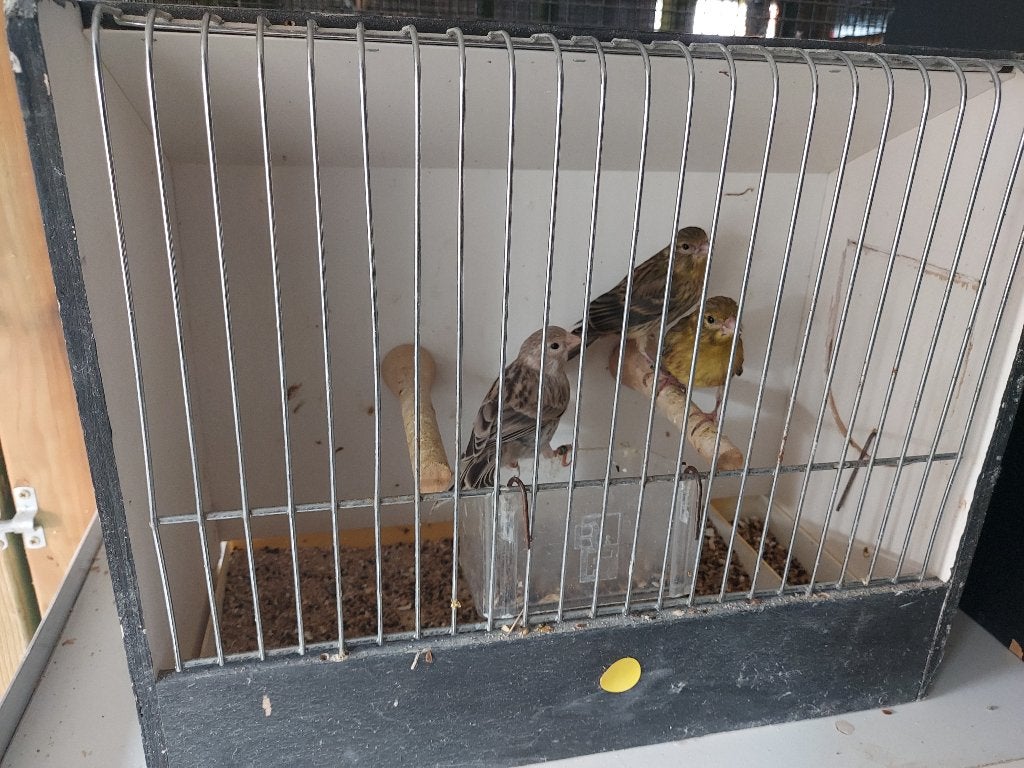 Kleurkanaries, Sexe inconnu, Canari de couleur