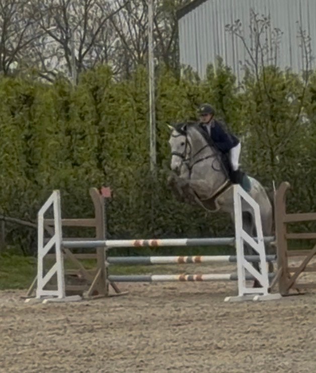 5 jarige zangersheide van Querido vg z, Animaux & Accessoires, Chevaux, Hongre, M, 165 à 170 cm, Avec pedigree