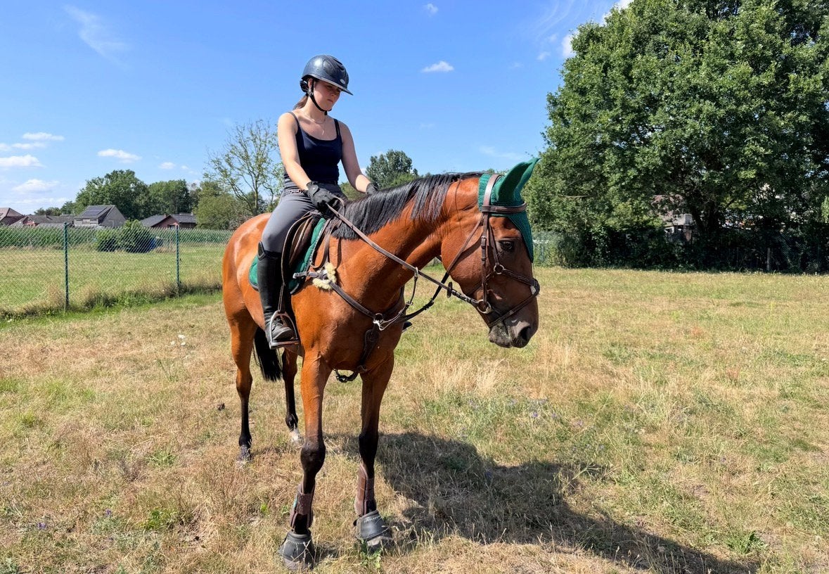 Merrie-volbloed, Dieren en Toebehoren, Paarden, Niet van toepassing, 3 tot 6 jaar, 160 tot 165 cm, Recreatiepaard