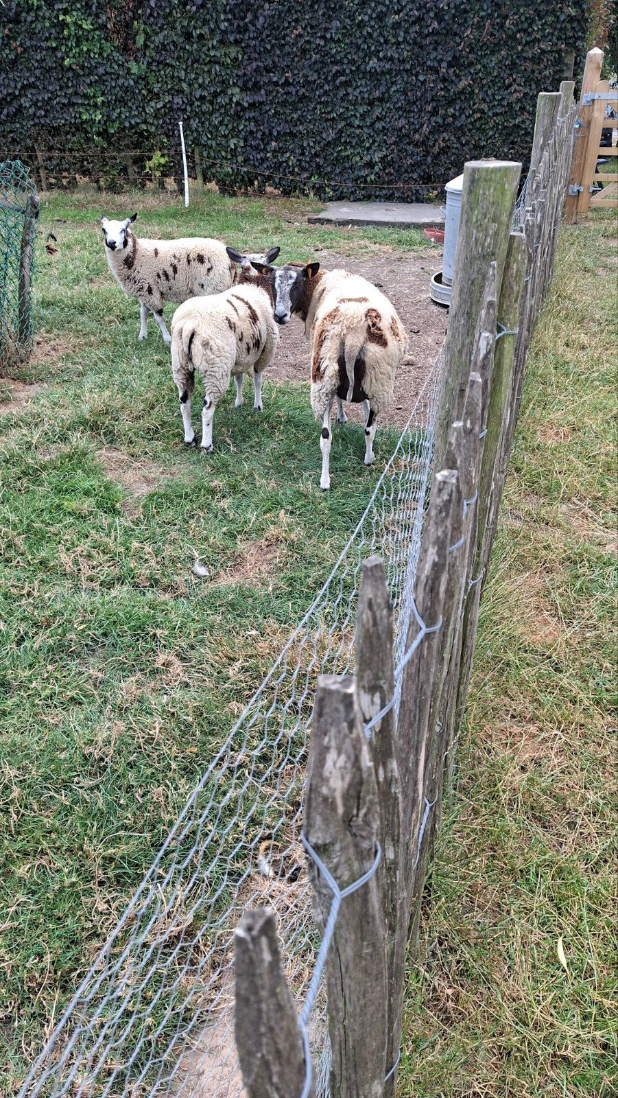 Schapen