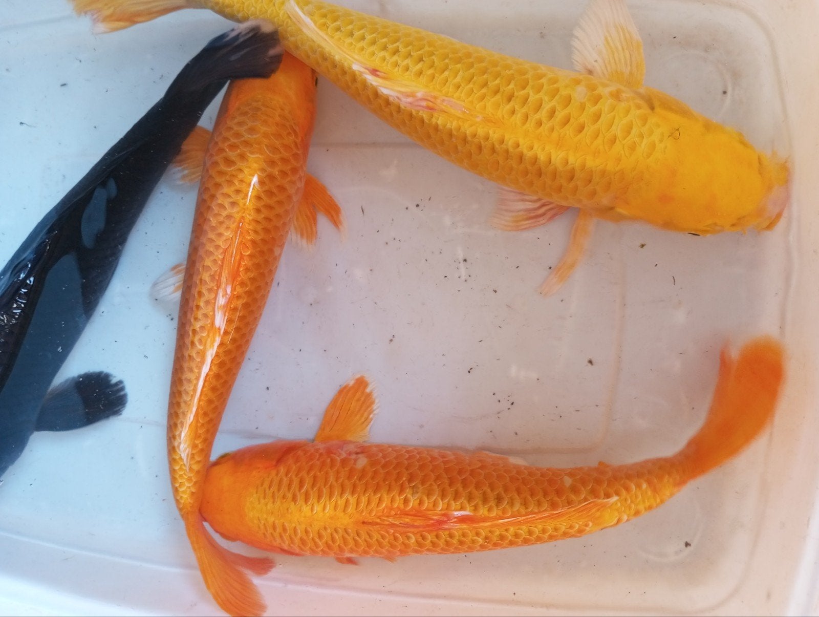 uitverkoop koi s 30/35 cm