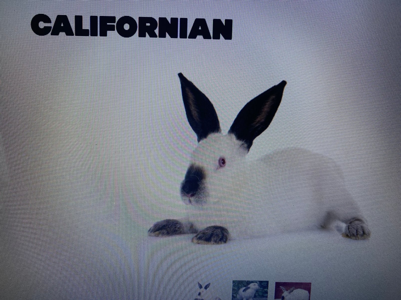 Konijnen ; Californian ., Meerdere dieren, Middelgroot, 0 tot 2 jaar