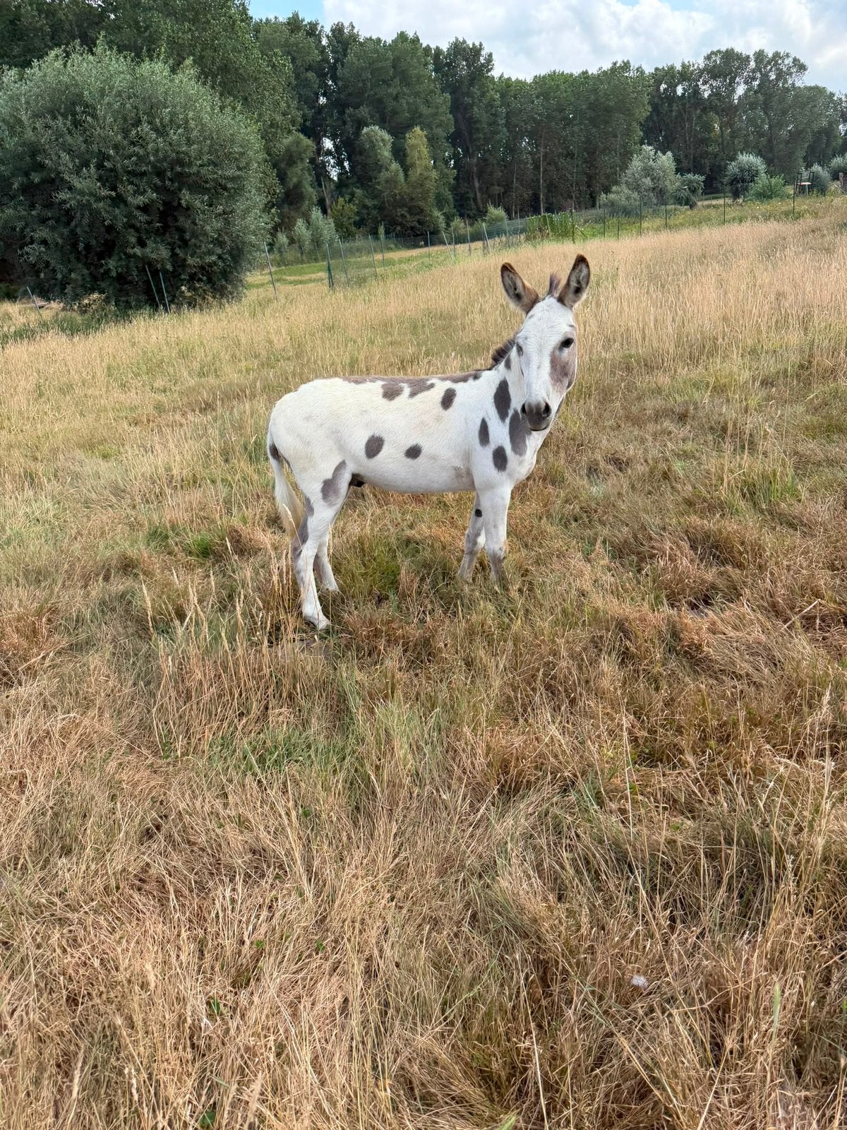 Zeer mooie bonte ezel te koop, Dieren en Toebehoren