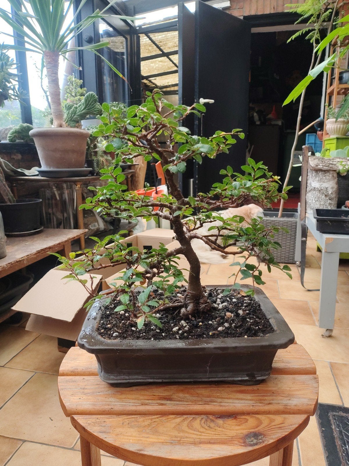 ulmus parvifolia, chinese iep, bonsai, Jardin & Terrasse, Enlèvement ou Envoi, Automne
