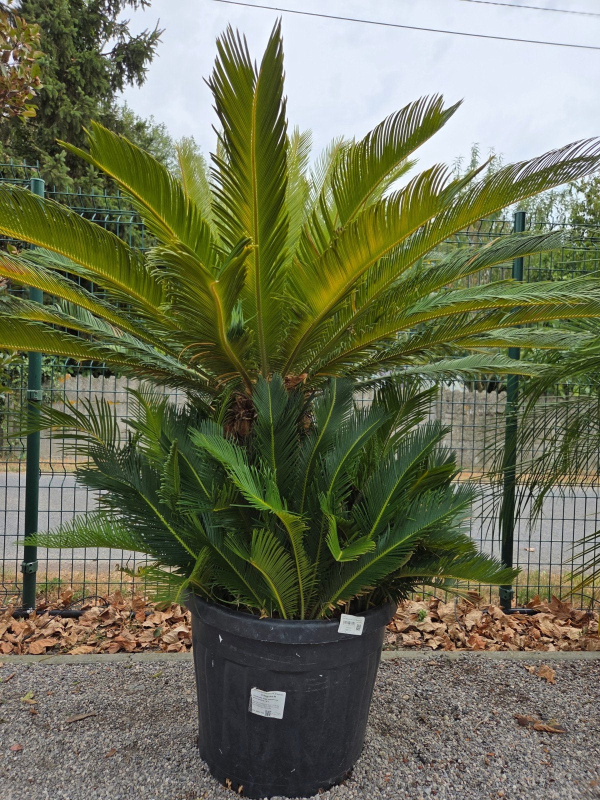 Cycas Revoluta - Vredespalm, Tuin en Terras, Ophalen