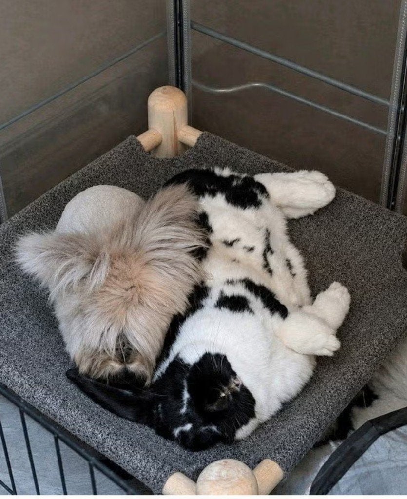 Lief konijnenkoppel zoekt een nieuw thuis, Dieren en Toebehoren, Meerdere dieren, Middelgroot, Hangoor, 3 tot 5 jaar