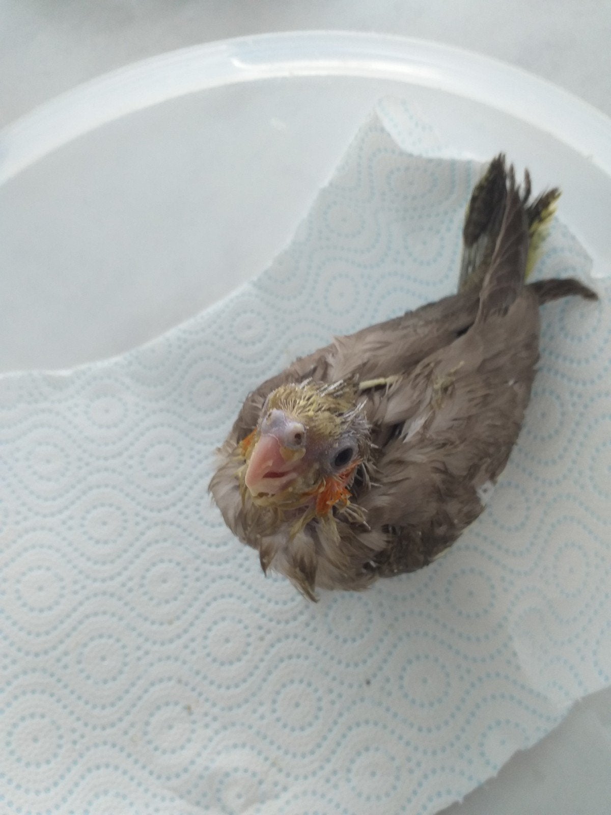 Een jonge cinnamon valkparkiet met de hand op te kweken, Geringd
