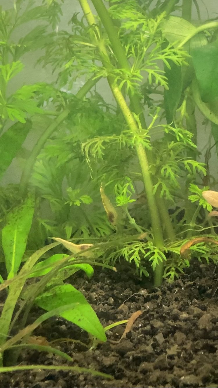 Gele garnalen aquarium, Dieren en Toebehoren, Kreeft, Krab of Garnaal, Zoetwatervis