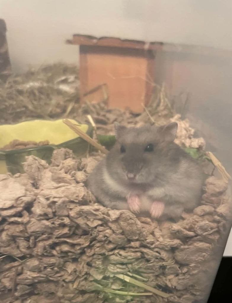 Lief dwerghamstertje Amy zoekt een gouden huisje! ️, Animaux & Accessoires, Mars, Femelle, Hamster