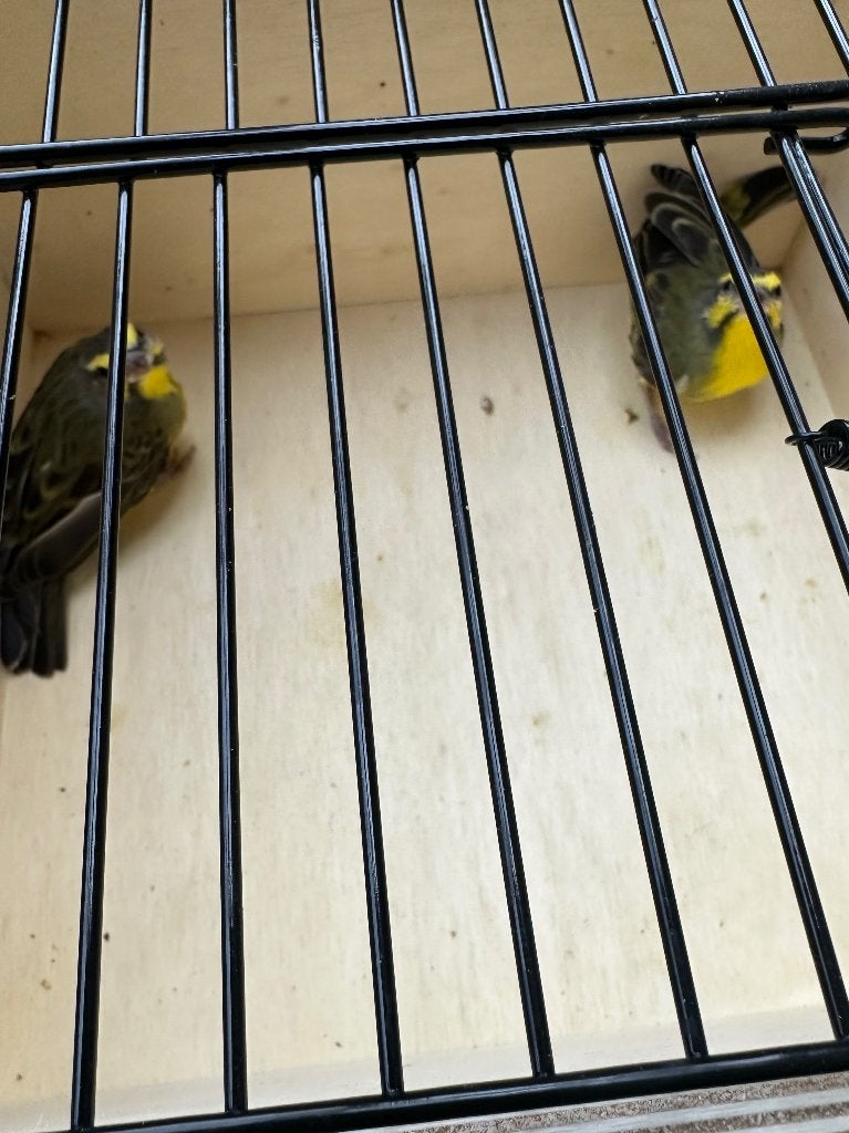 Mozambiquesijs koppel, Meerdere dieren, Tropenvogel