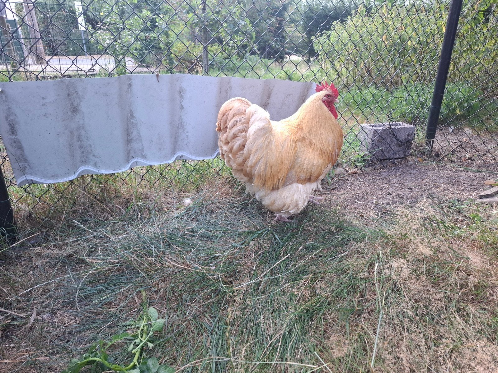 Orpington groothoender haan, Dieren en Toebehoren, Mannelijk, Kip