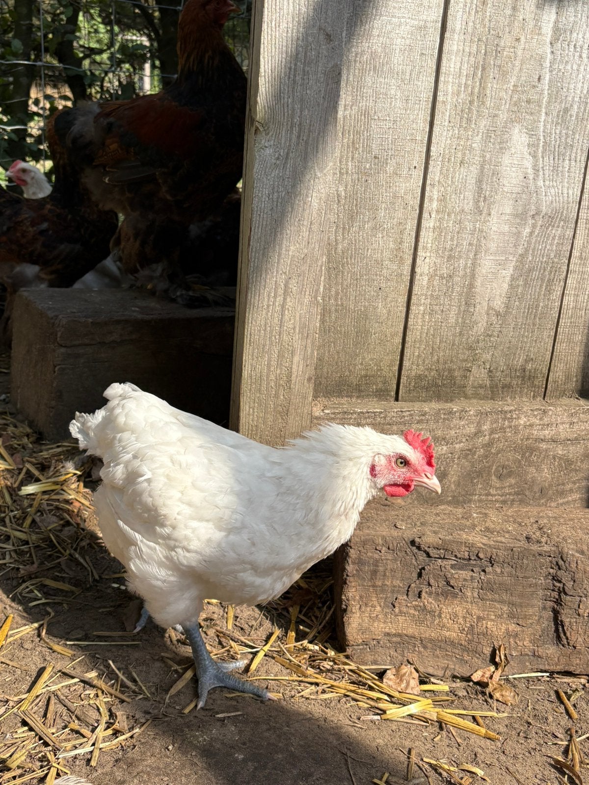 Poules de bresse haan