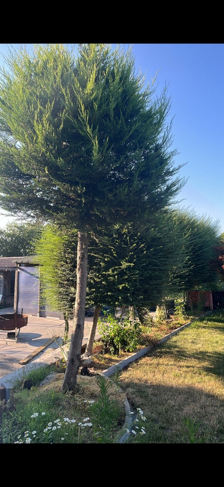 conifeer boom, Tuin en Terras, Ophalen