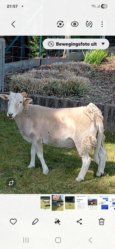 Ram schaap, jaarling, Schaap