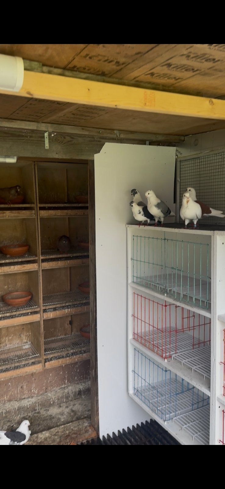 Duiven te koop ( gjylija), Dieren en Toebehoren, Vogels | Duiven