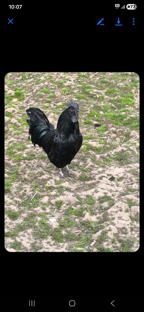 Ayam cemani haan, Dieren en Toebehoren, Pluimvee