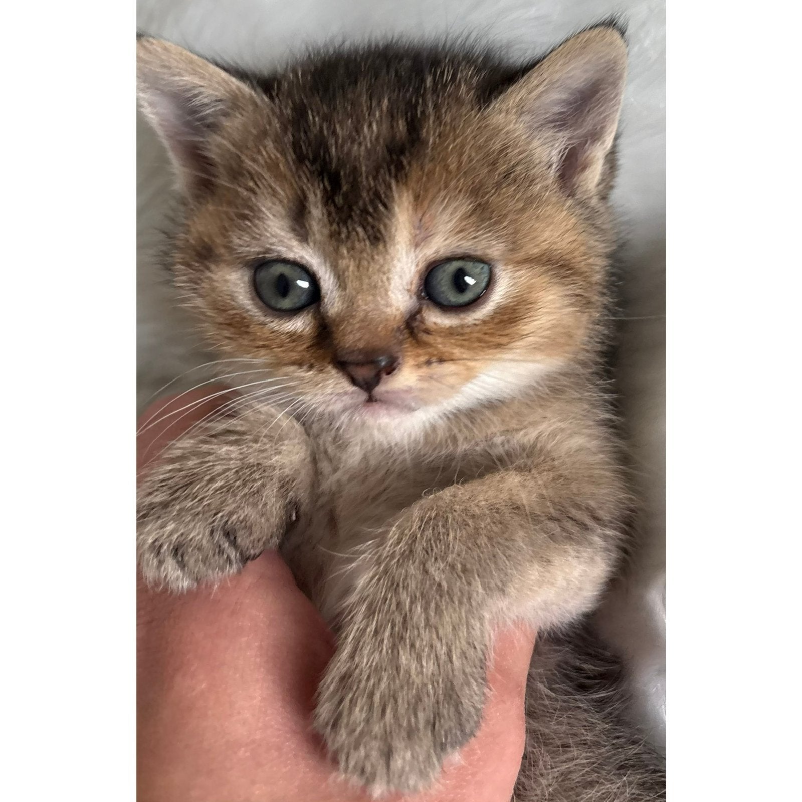 British shorthair, Animaux & Accessoires, Chats & Chatons | Chats de race | Poil ras, Plusieurs animaux, Vermifugé, 0 à 2 ans
