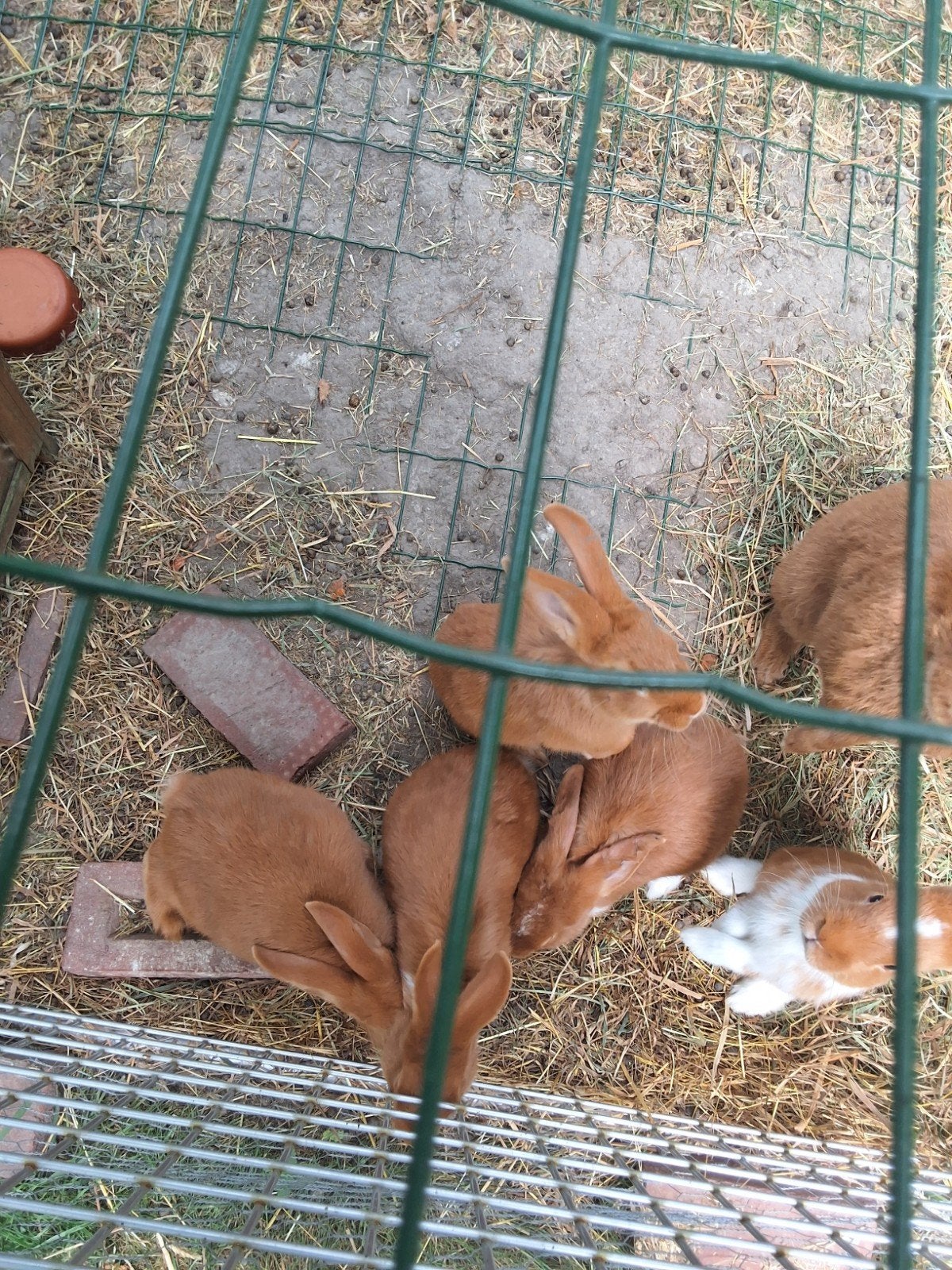 Jonge konijnen (gevaccineerd), Animaux & Accessoires, Lapins, Taille moyenne, Plusieurs animaux, 0 à 2 ans