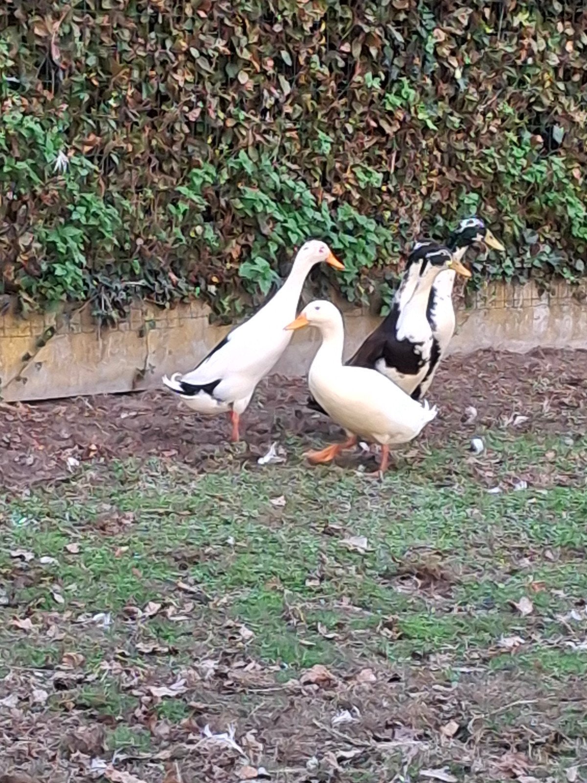 Loopeend mannen, Mâle, Canard