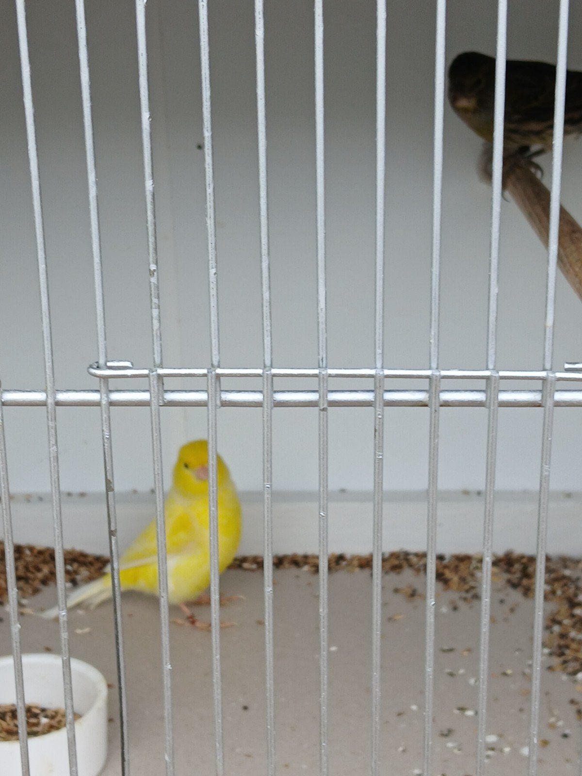 Kanarie man, Dieren en Toebehoren, Vogels | Kanaries, Mannelijk, Zangkanarie
