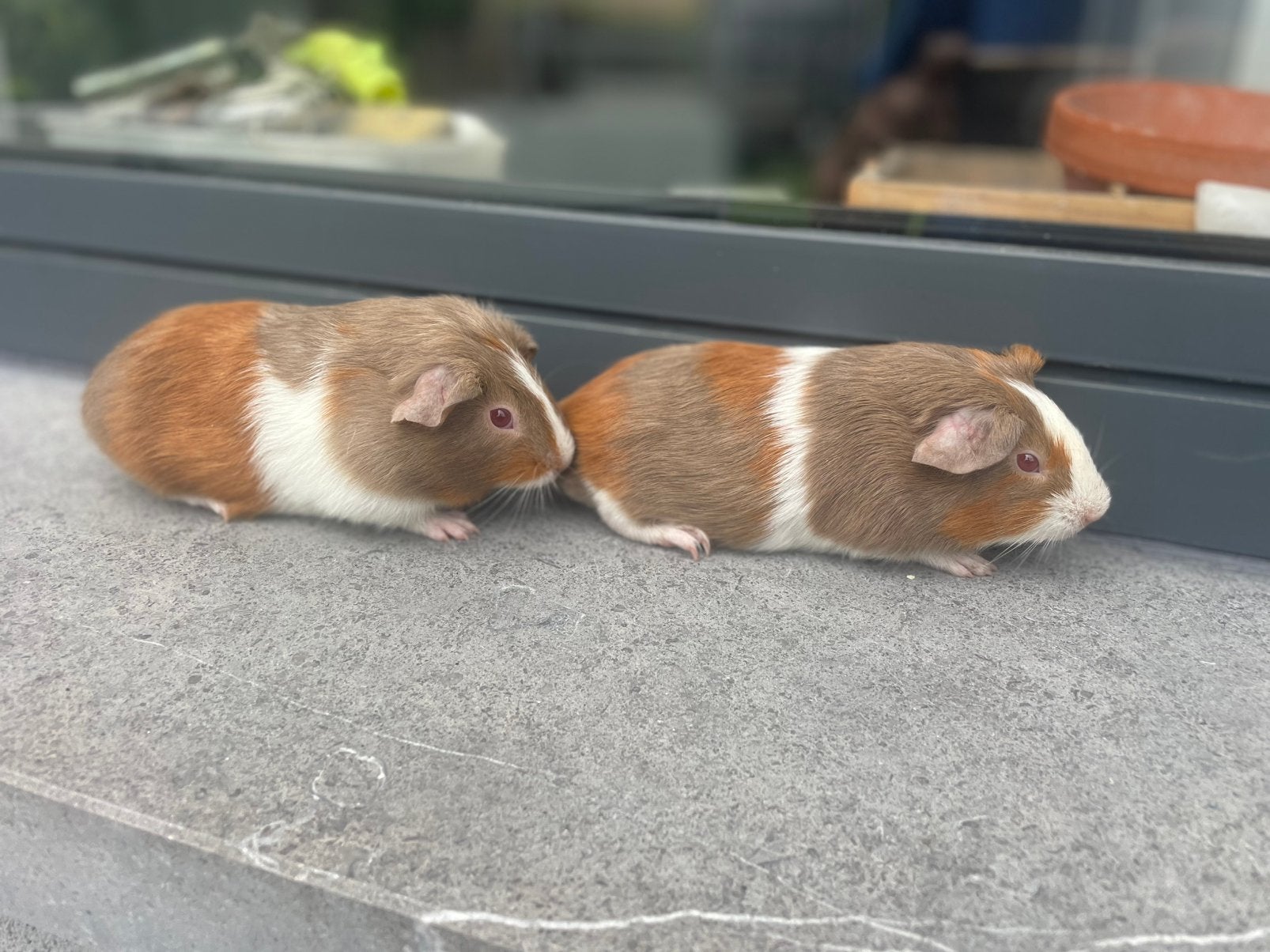 Jonge cavia’s, Dieren en Toebehoren, Knaagdieren, Cavia, Mannelijk, Mei, Tam
