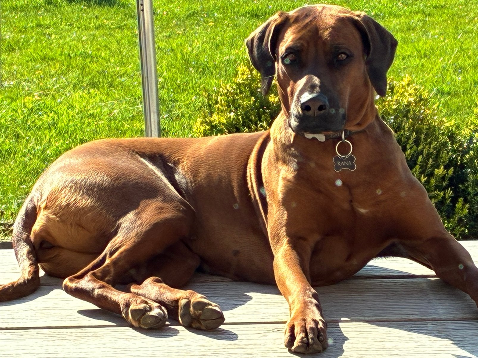 Prachtig Rhodesian Ridgeback reutje te koop, CDV (hondenziekte), België, Fokker | Hobbymatig, 8 tot 15 weken