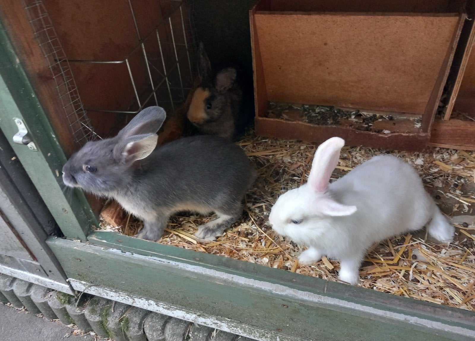 Dwergkonijnen, Dieren en Toebehoren, Konijnen, Meerdere dieren, Dwerg