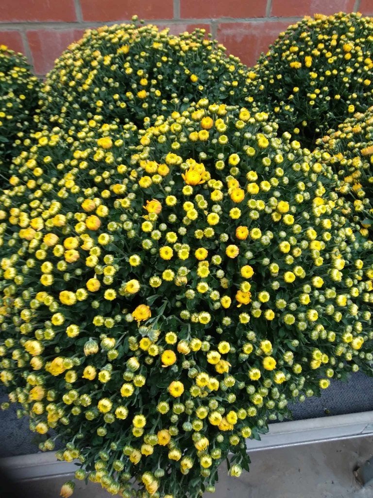 chrysanten te koop, Ophalen, Herfst, Eenjarig