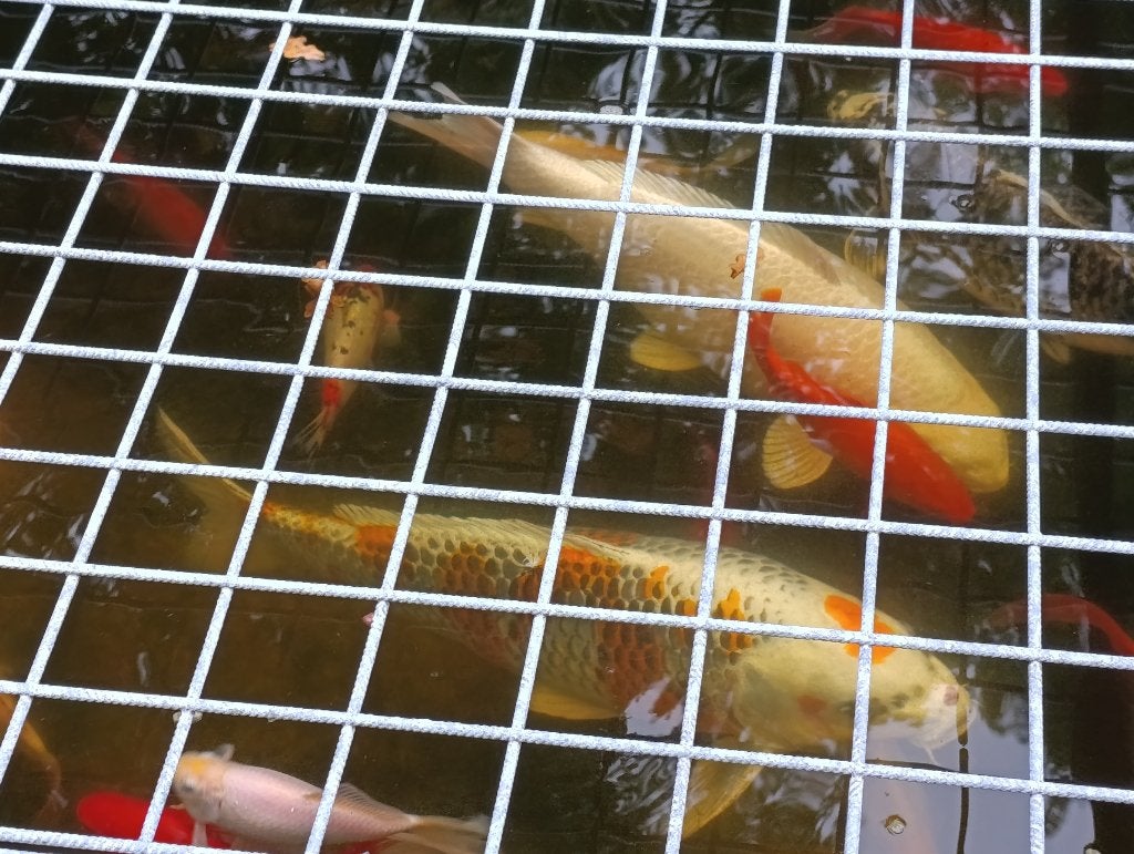 Koi's 50 à 60 cm, Dieren en Toebehoren, Karper of Koi