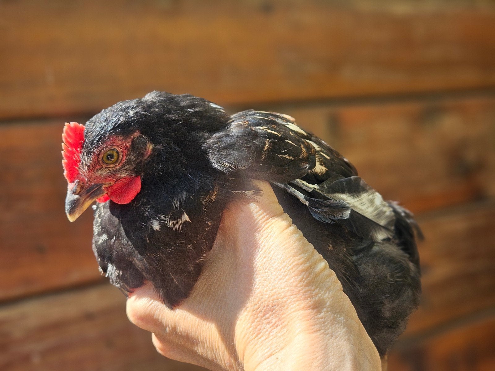 Kippen uitgebroed begin mei., Dieren en Toebehoren
