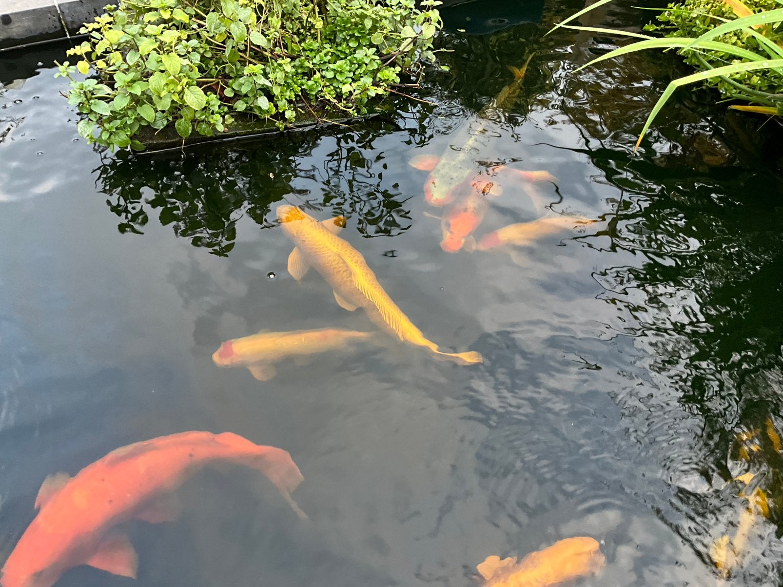 Vissen, Karper of Koi