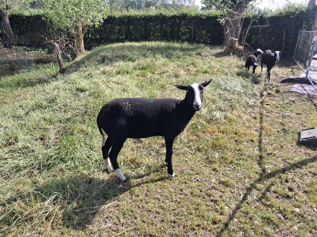 schaap, Vrouwelijk, Schaap, 0 tot 2 jaar