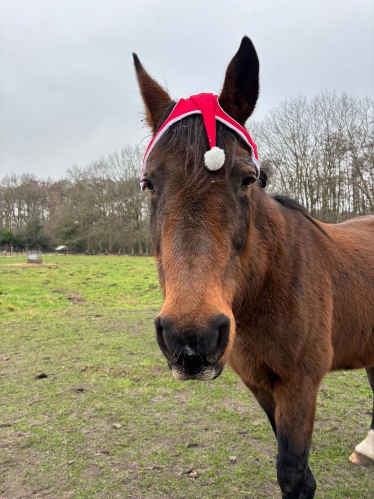 Weides gevraagd voor begrazing of maaien, Dieren en Toebehoren, Stalling en Weidegang, Weidegang, 2 of 3 paarden of pony's